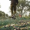 dixtia-elaiosylogis-olive-collection-nets-olivenet-fanourakis-4