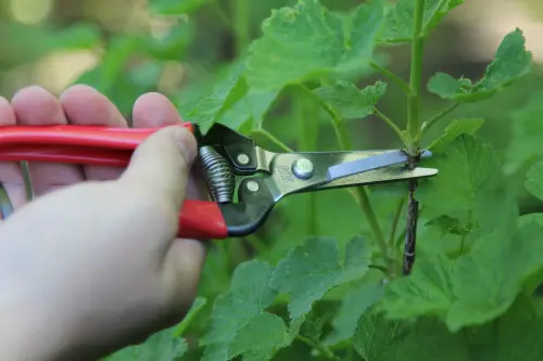 Ψαλίδι Κλαδέματος Τρύγου ARS Ψαλίδι Κλαδέματος Τρύγου ARS